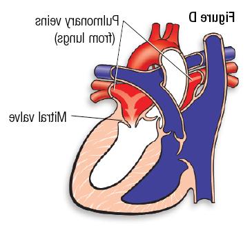 Medical Illustration Of Heart