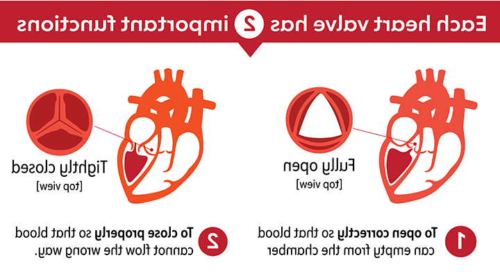 Heart Valve Functions