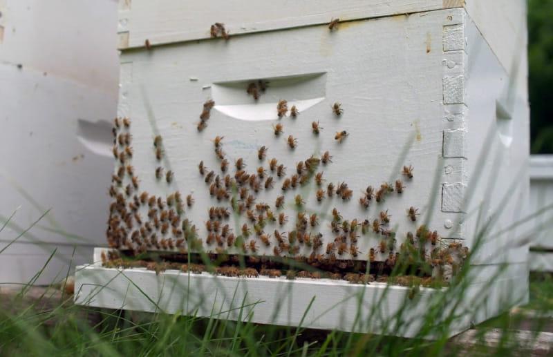 堪萨斯州和内布拉斯加州的爱荷华部落经营着一个养蜂场，这是近年来实施的再生农业实践的一部分. (图片来源:Mark Birnbaum Productions/美国心脏协会)