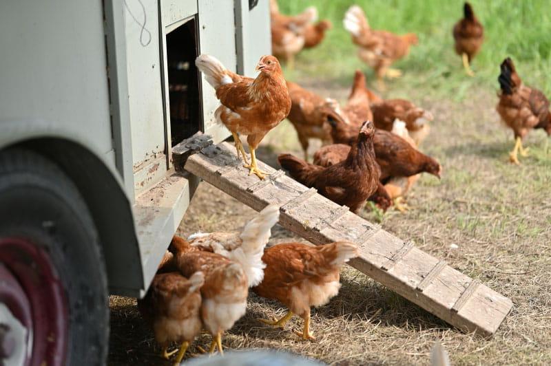 鸡为部落提供新鲜的鸡蛋出售和喂养其成员. (小沃尔特·约翰逊摄./美国心脏协会)